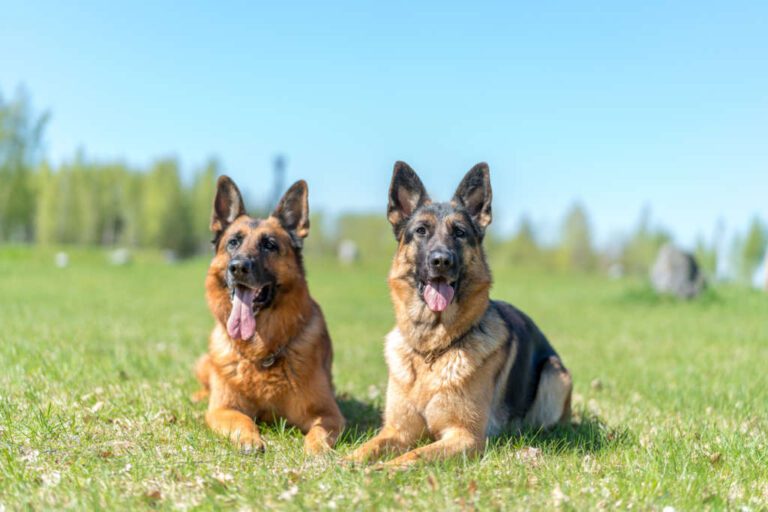 Local German Shepherd Breeders: Find Quality Dogs